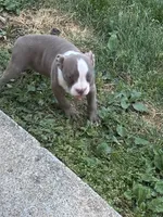 Mooski, a female American Bully for sale in Hendersonville, TN – 5 of 10