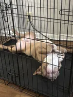 Cash , a male American Pit Bull Terrier for sale in Hendersonville, TN – 3 of 3