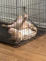 Cash , a male American Pit Bull Terrier for sale in Hendersonville, TN – 2 of 3