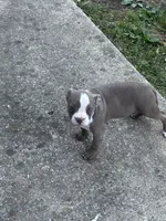 Mooski, a female American Bully for sale in Hendersonville, TN – 6 of 10