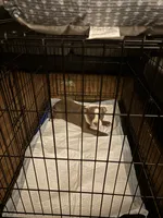 Mooski, a female American Bully for sale in Hendersonville, TN – 2 of 10