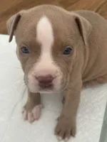Cash , a male American Pit Bull Terrier for sale in Hendersonville, TN – 1 of 3