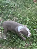 Mooski, a female American Bully for sale in Hendersonville, TN – 10 of 10