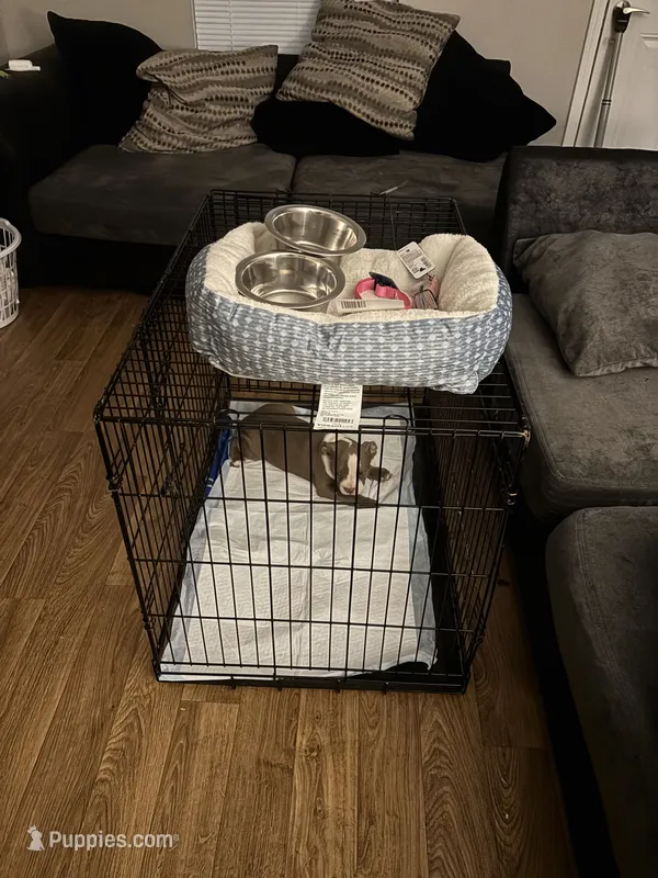 Mooski – American Bully puppy for sale in Hendersonville, TN