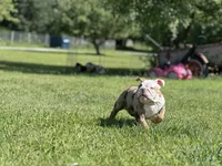 Crystal, a female English Bulldog for sale in Momence, IL – 3 of 5