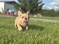 Deuce, a male French Bulldog for sale in Momence, IL – 7 of 7