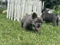 Thor, a male French Bulldog for sale in Momence, IL – 7 of 7