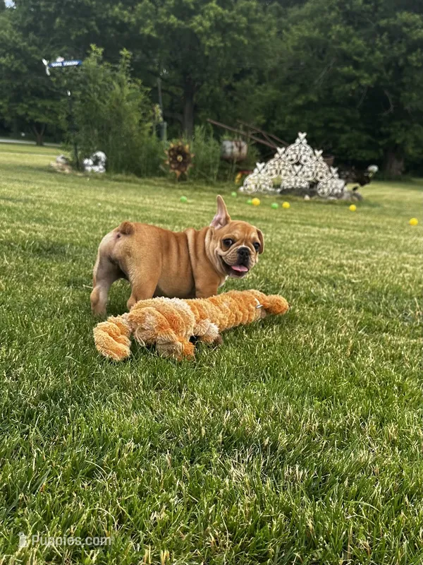 Fern – French Bulldog puppy for sale in Momence, IL