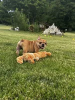Fern, a female French Bulldog for sale in Momence, IL – 1 of 6