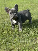Thor, a male French Bulldog for sale in Momence, IL – 5 of 7