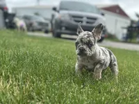 Princess , a female French Bulldog for sale in Momence, IL – 7 of 8