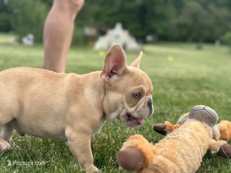 Deuce – French Bulldog puppy for sale in Momence, IL