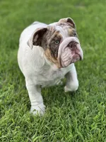 Lucy, a female English Bulldog for sale in Momence, IL – 3 of 10