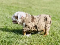 Crystal, a female English Bulldog for sale in Momence, IL – 2 of 5