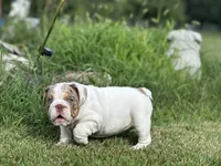Lucy, a female English Bulldog for sale in Momence, IL – 5 of 10