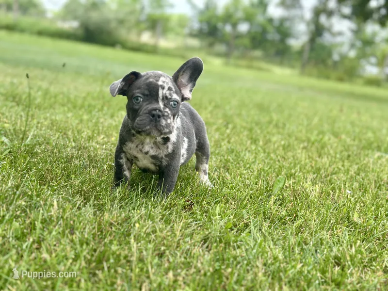 Gumball – French Bulldog puppy for sale in Momence, IL