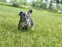 Gumball, a male French Bulldog for sale in Momence, IL – 1 of 7
