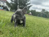 Thor, a male French Bulldog for sale in Momence, IL – 6 of 7