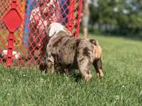 Crystal, a female English Bulldog for sale in Momence, IL – 5 of 5