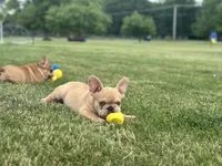 Deuce, a male French Bulldog for sale in Momence, IL – 6 of 7