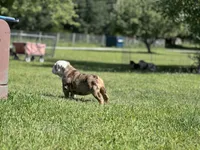 Crystal, a female English Bulldog for sale in Momence, IL – 4 of 5