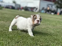 Lucy, a female English Bulldog for sale in Momence, IL – 8 of 10