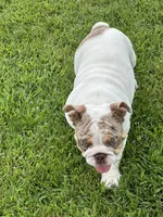 Lucy, a female English Bulldog for sale in Momence, IL – 9 of 10