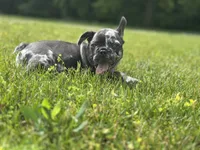 Gumball, a male French Bulldog for sale in Momence, IL – 3 of 7