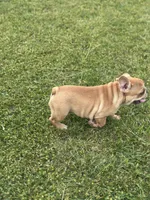 Fern, a female French Bulldog for sale in Momence, IL – 6 of 6