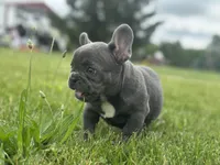 Thor, a male French Bulldog for sale in Momence, IL – 4 of 7