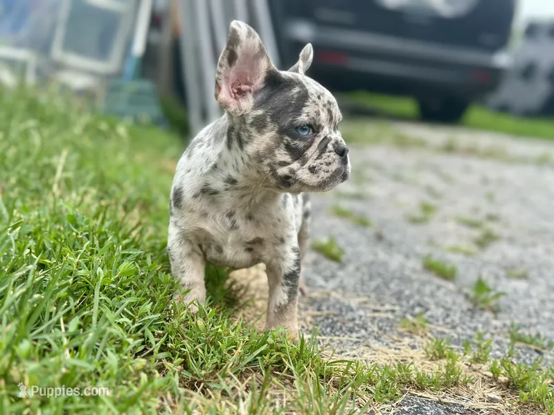 Princess  – French Bulldog puppy for sale in Momence, IL
