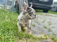 Princess , a female French Bulldog for sale in Momence, IL – 1 of 8