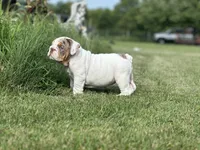 Lucy, a female English Bulldog for sale in Momence, IL – 7 of 10
