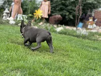 Princess, a female French Bulldog for sale in Momence, IL – 6 of 7