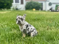 Princess , a female French Bulldog for sale in Momence, IL – 8 of 8