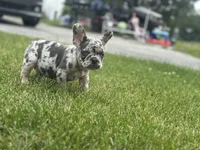 Princess , a female French Bulldog for sale in Momence, IL – 5 of 8