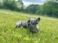 Gumball, a male French Bulldog for sale in Momence, IL – 2 of 7