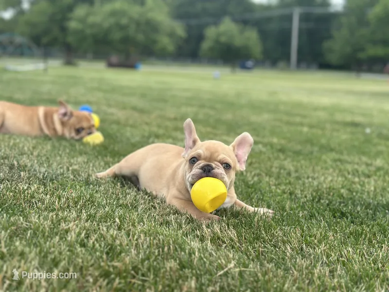 Deuce – French Bulldog puppy for sale in Momence, IL
