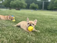 Deuce, a male French Bulldog for sale in Momence, IL – 2 of 7