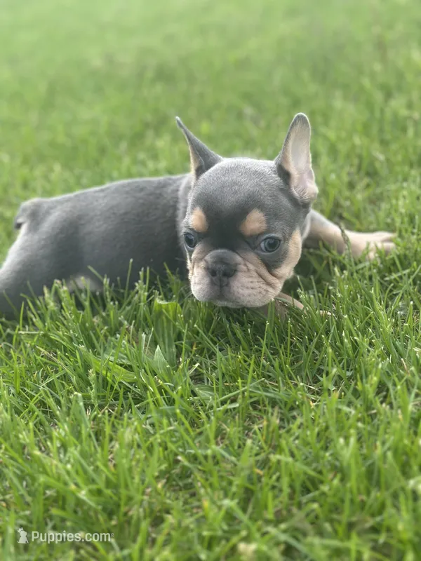 Frankie – French Bulldog puppy for sale in Momence, IL