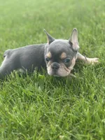 Frankie, a male French Bulldog for sale in Momence, IL – Photo 1 of 6