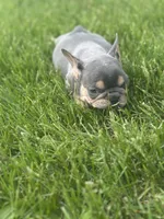 Freddy, a male French Bulldog for sale in Momence, IL – Photo 1 of 5