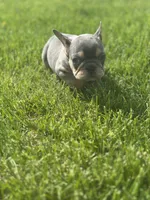 Freddy, a male French Bulldog for sale in Momence, IL – Photo 2 of 5