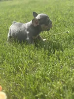 Freddy, a male French Bulldog for sale in Momence, IL – Photo 5 of 5