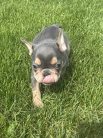 Frankie, a male French Bulldog for sale in Momence, IL – Photo 6 of 6