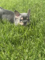 Freddy, a male French Bulldog for sale in Momence, IL – Photo 4 of 5