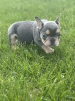 Frankie, a male French Bulldog for sale in Momence, IL – Photo 3 of 6