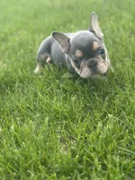 Frankie, a male French Bulldog for sale in Momence, IL – Photo 4 of 6
