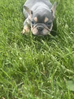 Freddy, a male French Bulldog for sale in Momence, IL – Photo 3 of 5