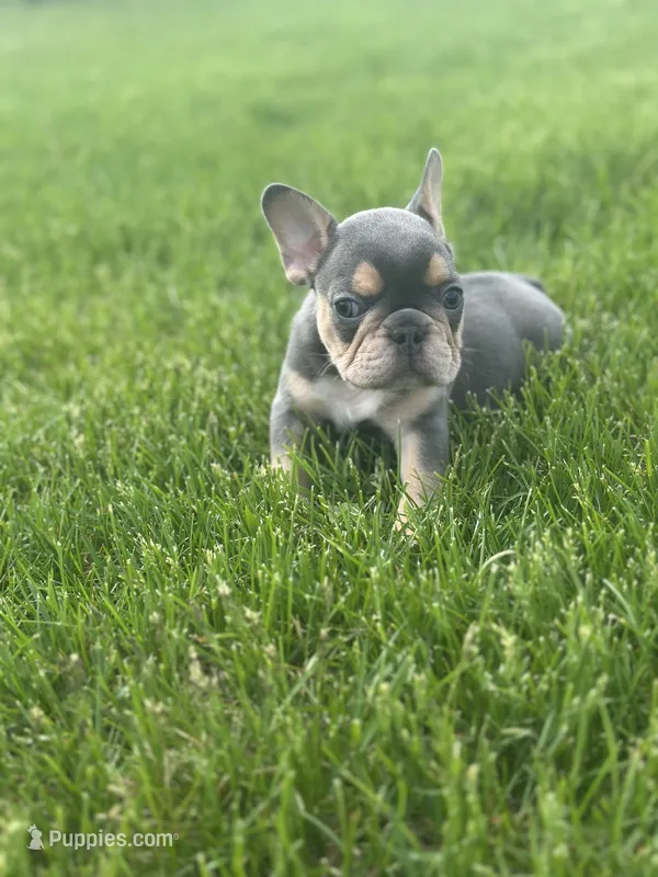 Frankie – French Bulldog puppy for sale in Momence, IL